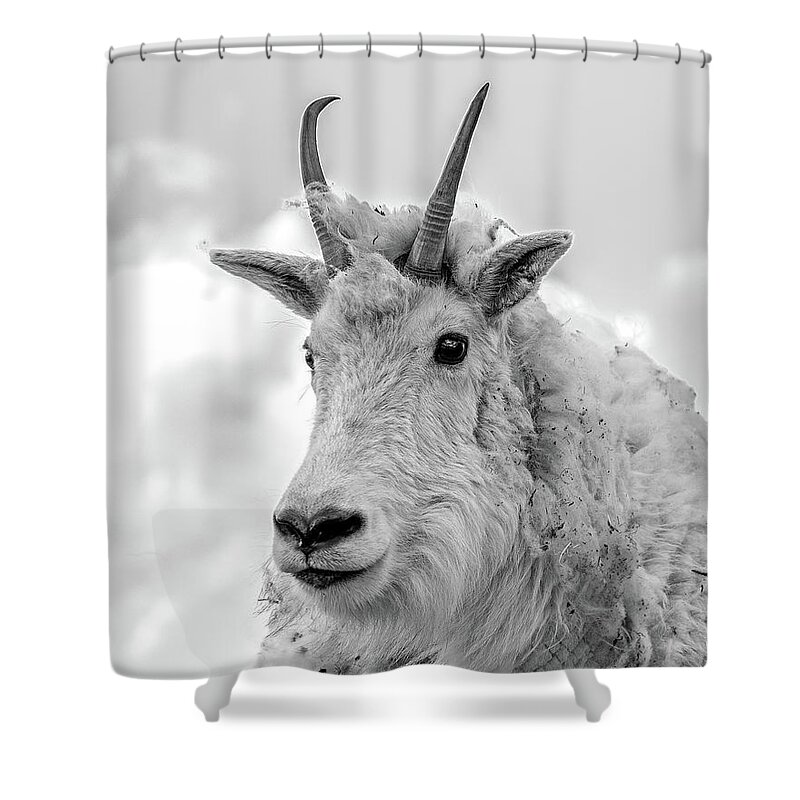 Mountain Goat Shower Curtain featuring the photograph Mountain Goat in Black and White 8x10 by Mindy Musick King