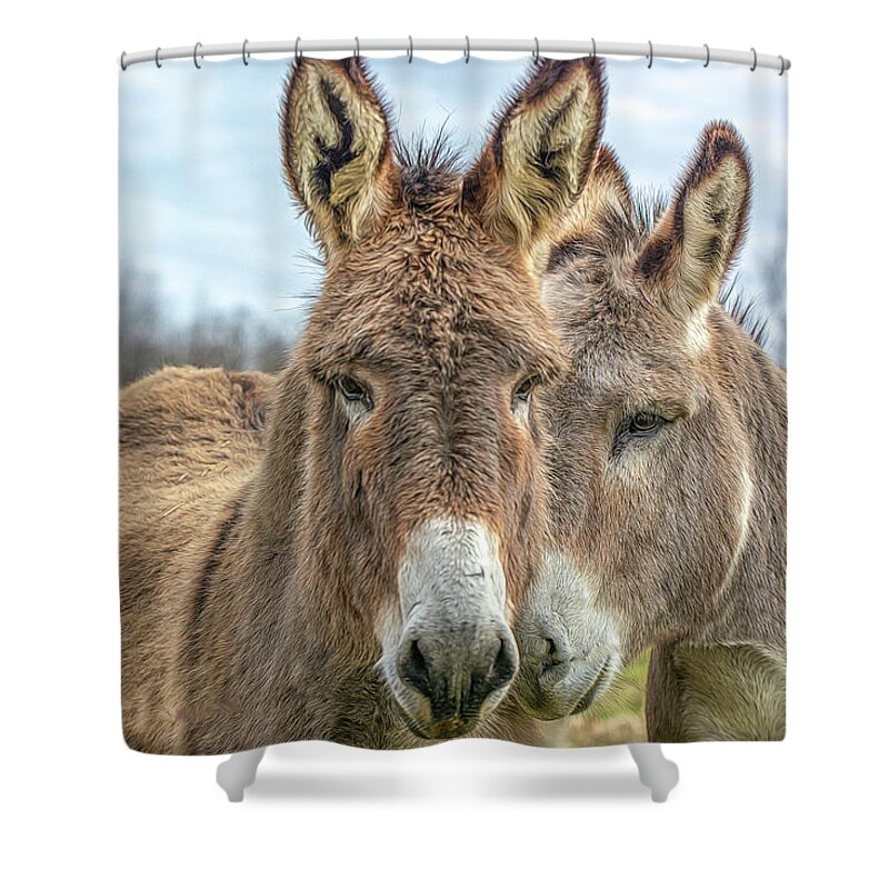 Mule Shower Curtain featuring the photograph Mule Buddies by Douglas Wielfaert