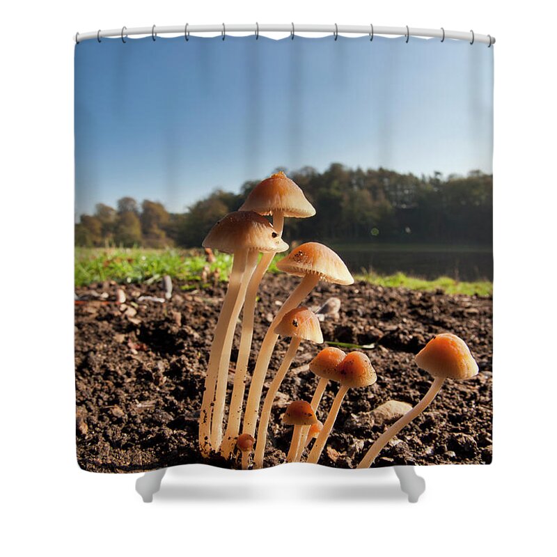 Mushrooms Growing Out Of The Soil Shower Curtain by John Short / Design  Pics 