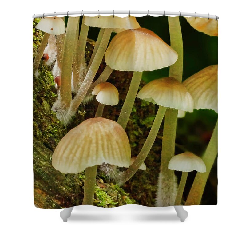 Macro Photography Shower Curtain featuring the photograph Mushrooms by Meta Gatschenberger