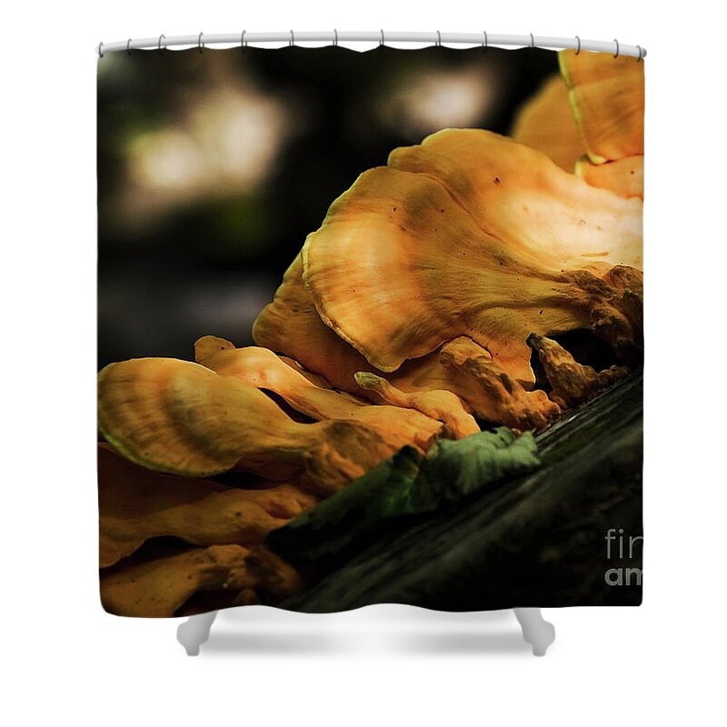 Chicken Of The Woods Shower Curtain featuring the photograph Mushrooms on a log III by Rich Collins