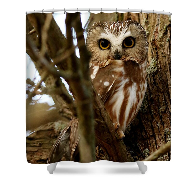 Owls Shower Curtain featuring the photograph My first northern saw whet owl by Heather King