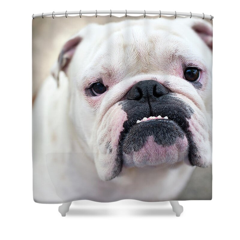 Pets Shower Curtain featuring the photograph My Little Monster by Jody Trappe Photography