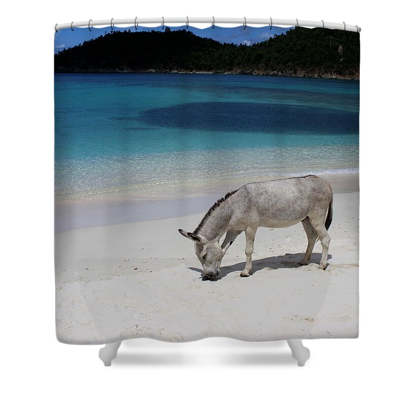 Donkey Shower Curtain featuring the photograph My Sweet Friend Sam by Fiona Kennard