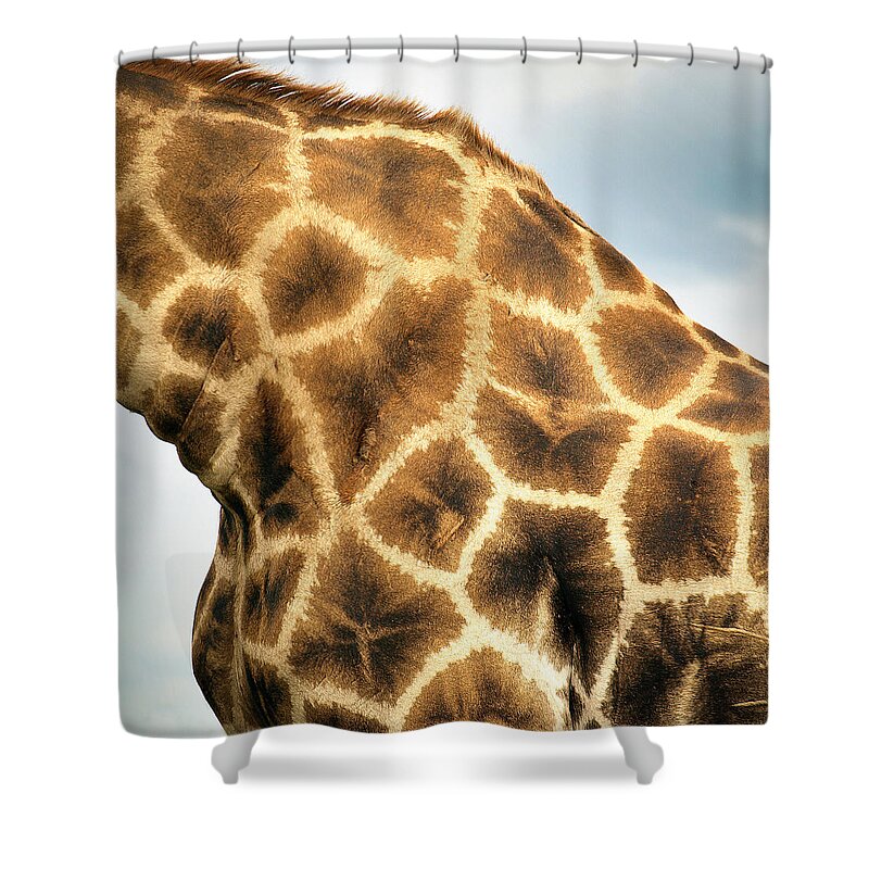 Animal Themes Shower Curtain featuring the photograph Namibia - Giraffe In Etosha Park by Ibon Cano Sanz