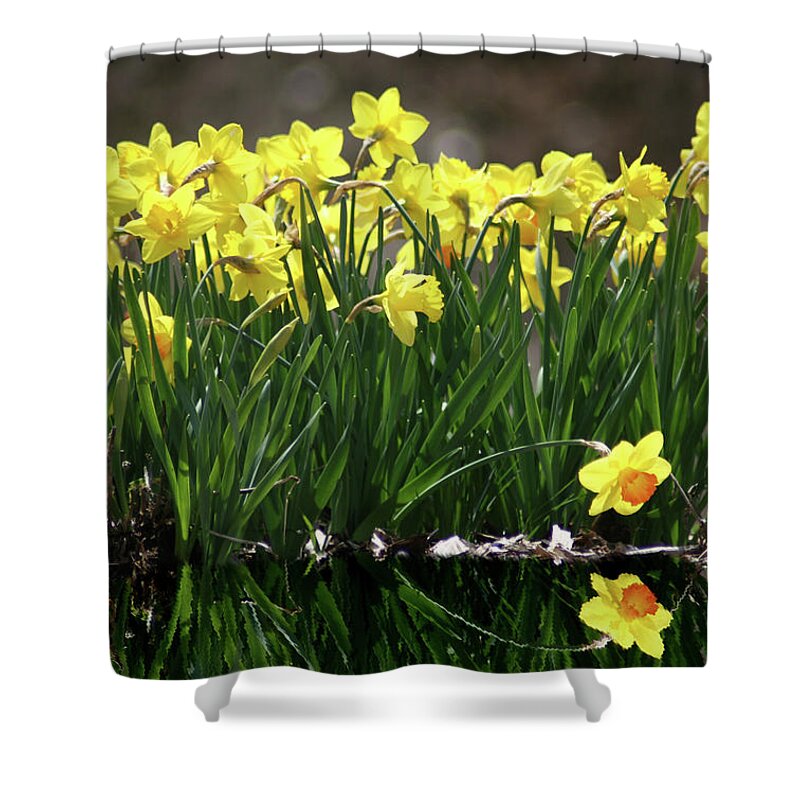 Narcissus Shower Curtain featuring the photograph Narcissus by Steve Karol
