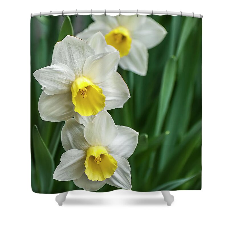 Macro Shower Curtain featuring the photograph Narcissus Trio by Ginger Stein