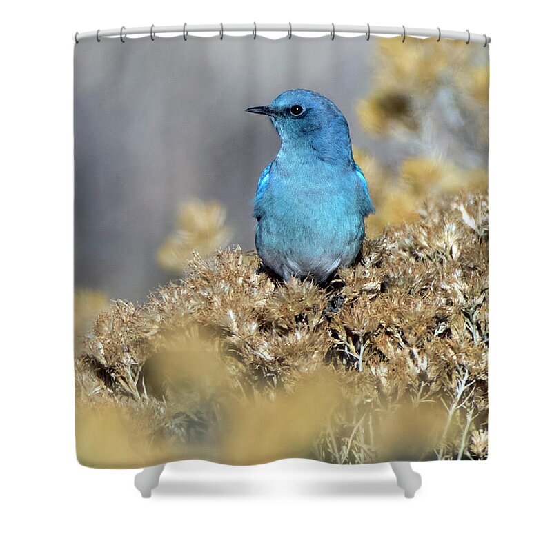 Mountain Bluebird Shower Curtain featuring the photograph Nasl2041 by John T Humphrey