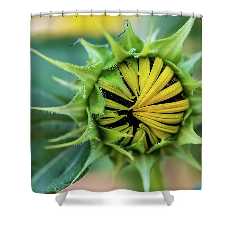 Arboretum Shower Curtain featuring the photograph Nature Photography Sunflower #1 by Amelia Pearn