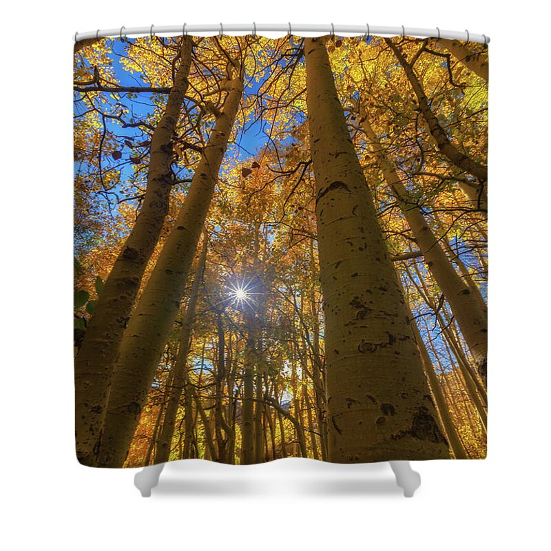Gold Shower Curtain featuring the photograph Natures Gold by Tassanee Angiolillo