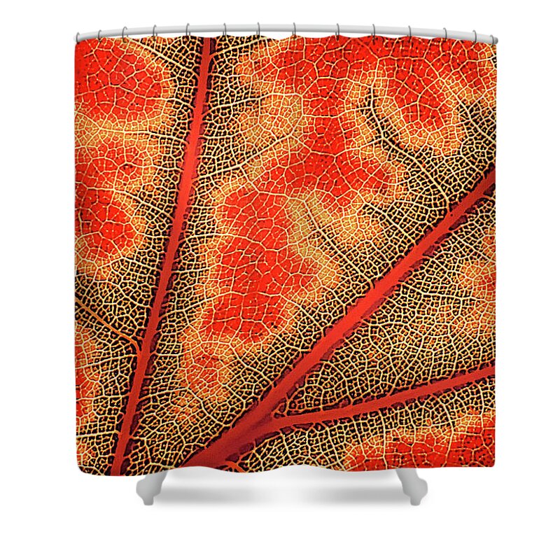 Fall Shower Curtain featuring the digital art Nature's Road Map by Randall Dill