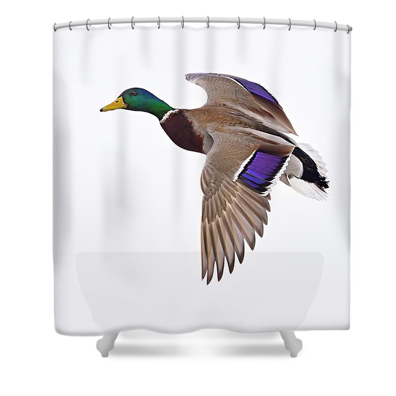 Mallard Shower Curtain featuring the photograph Need a Lift by Tony Beck