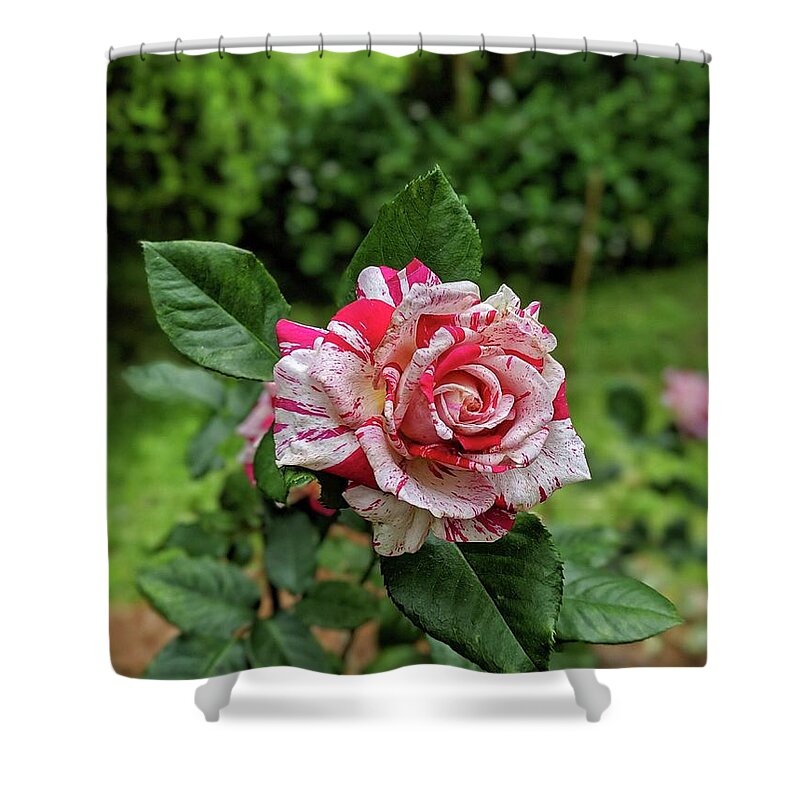 Rose Shower Curtain featuring the photograph Neil Diamond Rose by Portia Olaughlin
