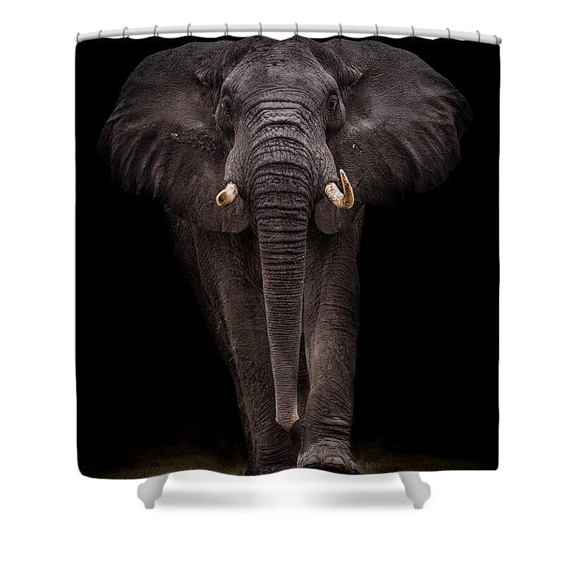 Giant Shower Curtain featuring the photograph Ngorongoro Bull by Mario Moreno / 500px