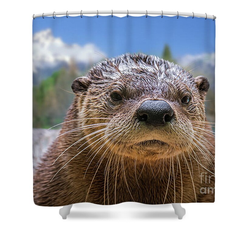 North American River Otter Shower Curtain featuring the photograph North American River Otter by Arterra Picture Library