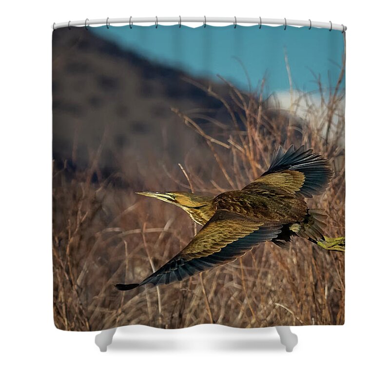 American Bittern Shower Curtain featuring the photograph American Bittern 3 by Rick Mosher