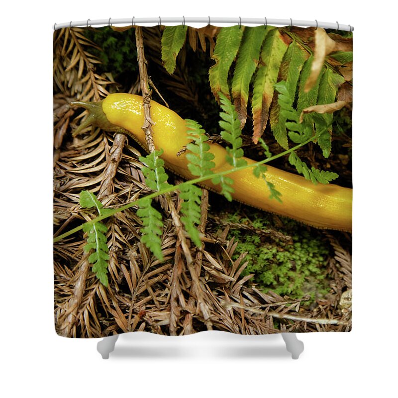 Slug Shower Curtain featuring the photograph Northern California Forest Floor Resident by Natural Focal Point Photography