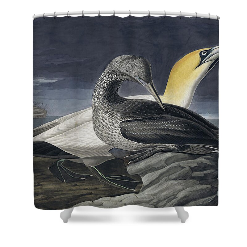 Northern Gannet Shower Curtain featuring the painting Northern Gannet, Morus Bassanus by Audubon by John James Audubon