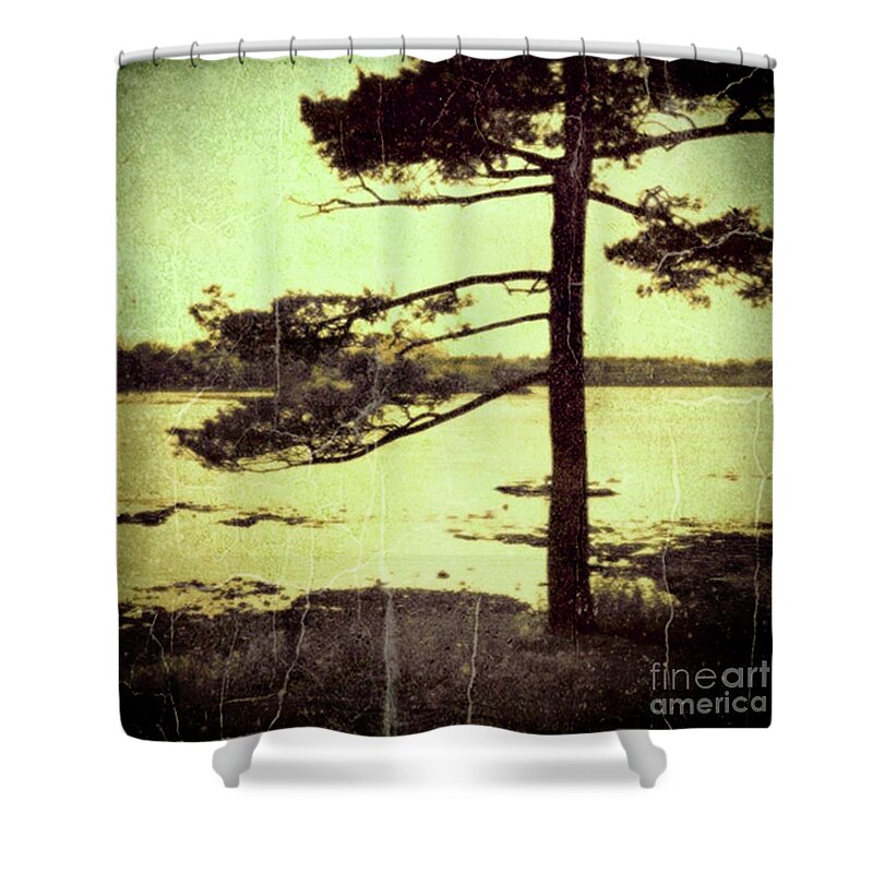 Group Of Seven Shower Curtain featuring the photograph Northern Pine by RicharD Murphy