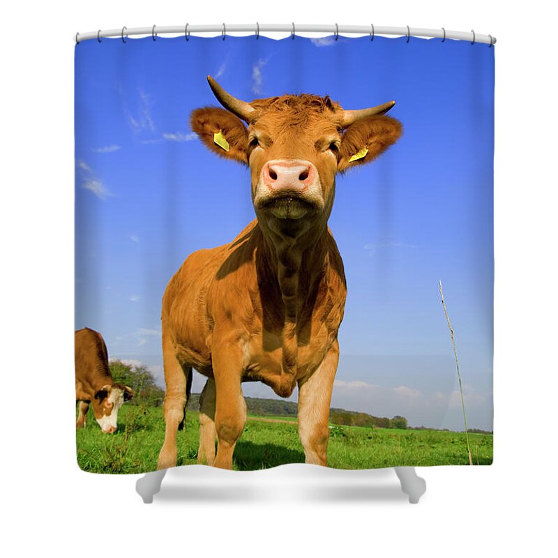 Animal Nose Shower Curtain featuring the photograph Nosy Calf by Farbenrausch
