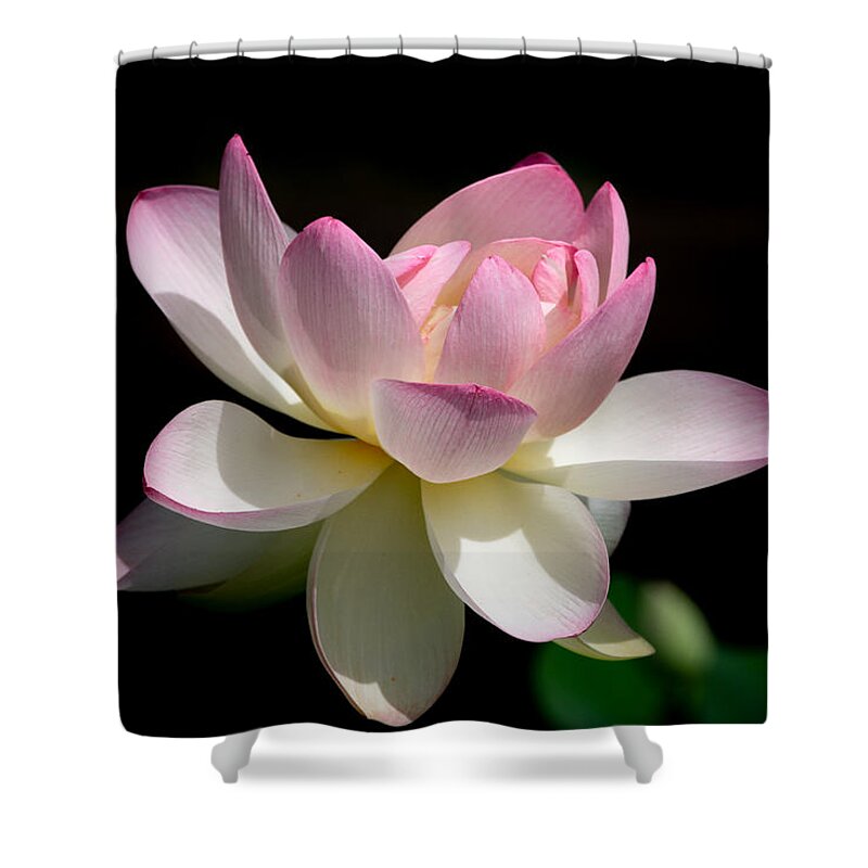 Lotus Shower Curtain featuring the photograph Not Your Average Waterlily by Linda Bonaccorsi