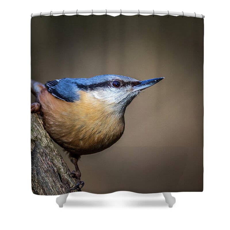 Bird's Shower Curtain featuring the photograph Nuthatch 01 by Chris Smith