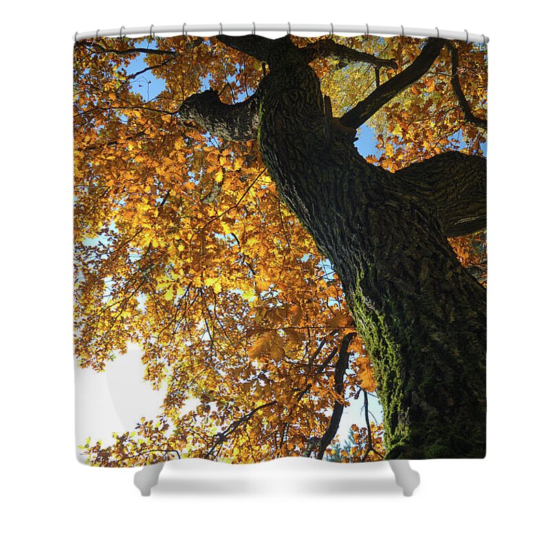 Environmental Conservation Shower Curtain featuring the photograph Oak Tree by Arand