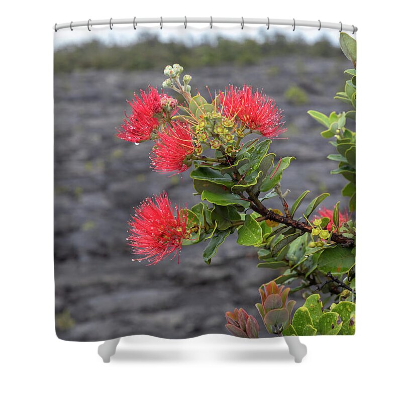 Ohi'a Shower Curtain featuring the photograph Ohia Blossoms by Jim West