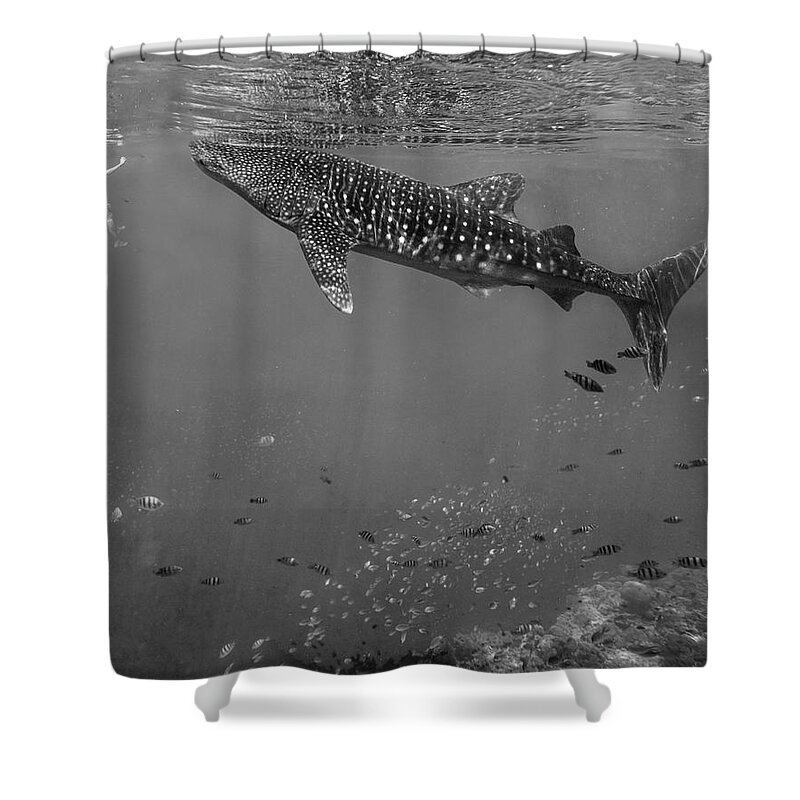 00591281 Shower Curtain featuring the photograph Ok That's Close Enough by Tim Fitzharris