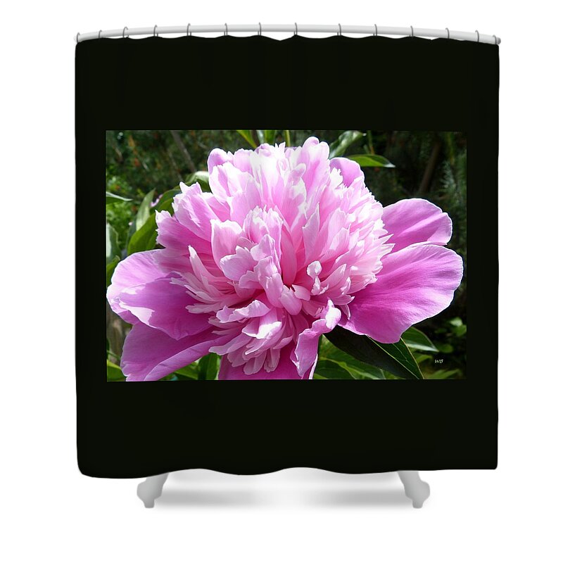 Peony Shower Curtain featuring the photograph Okanagan Valley Peony by Will Borden