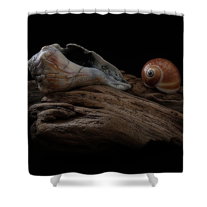 Shells Shower Curtain featuring the photograph Old Lightning Whelk and Snail Shells by Richard Rizzo