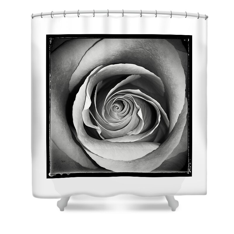Rose Shower Curtain featuring the photograph Old Rose by Nathan Little