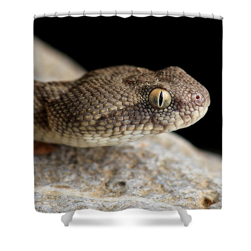 Disk1250 Shower Curtain featuring the photograph Oman Saw-scaled Viper by James Christensen