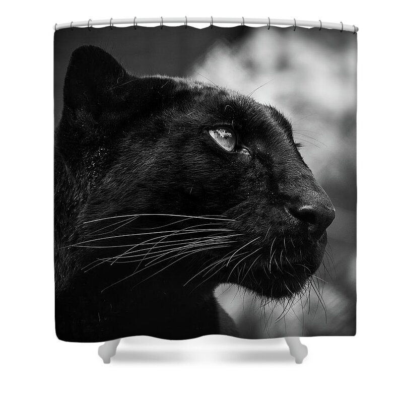 Black Leopard Shower Curtain featuring the photograph On the look out by RT Photography
