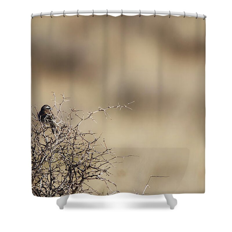 Bird Shower Curtain featuring the photograph On The Lookout by Robert WK Clark