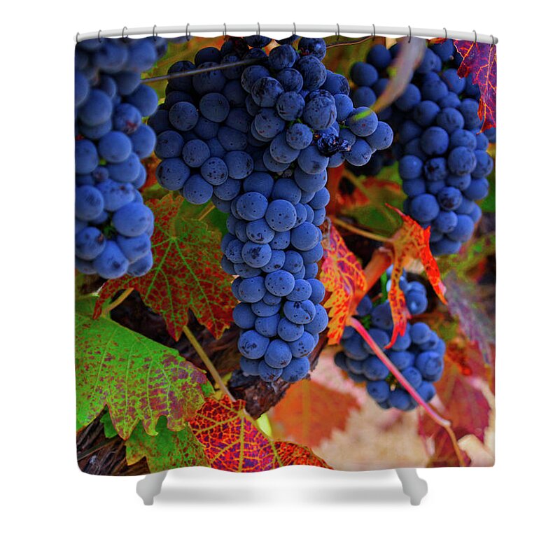 Vine Shower Curtain featuring the photograph On the Vine II by Steph Gabler