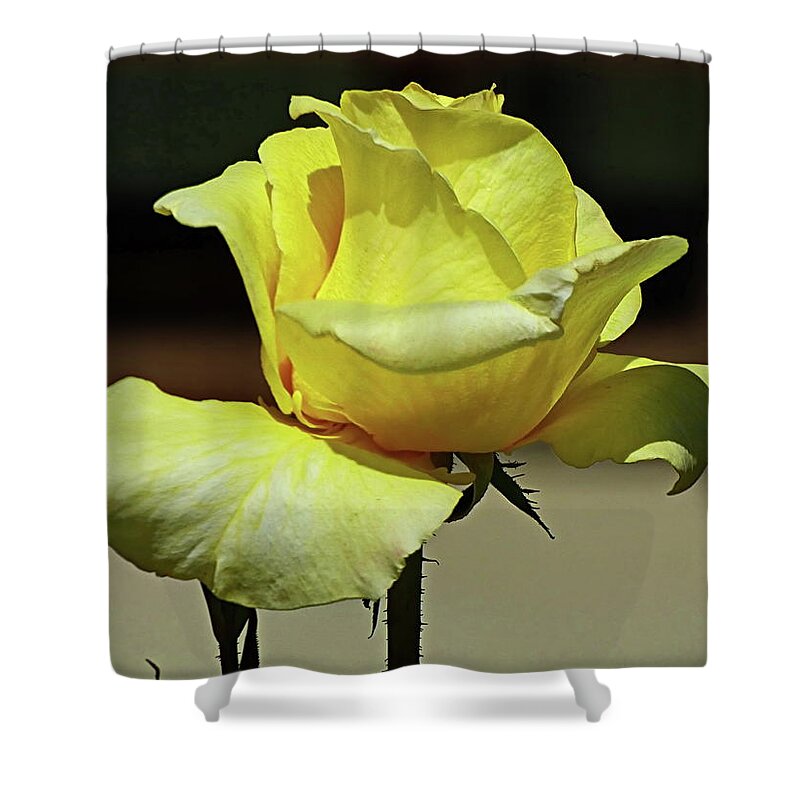 Rose Shower Curtain featuring the photograph One More Yellow Rose by Lyuba Filatova