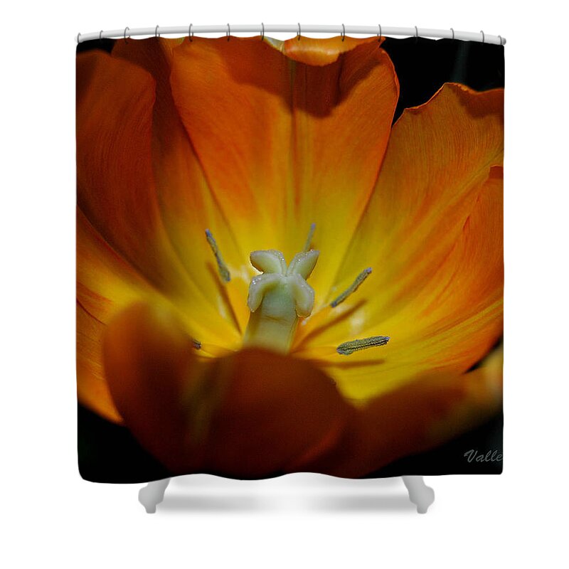 Flower Shower Curtain featuring the photograph Open Tulip by Vallee Johnson