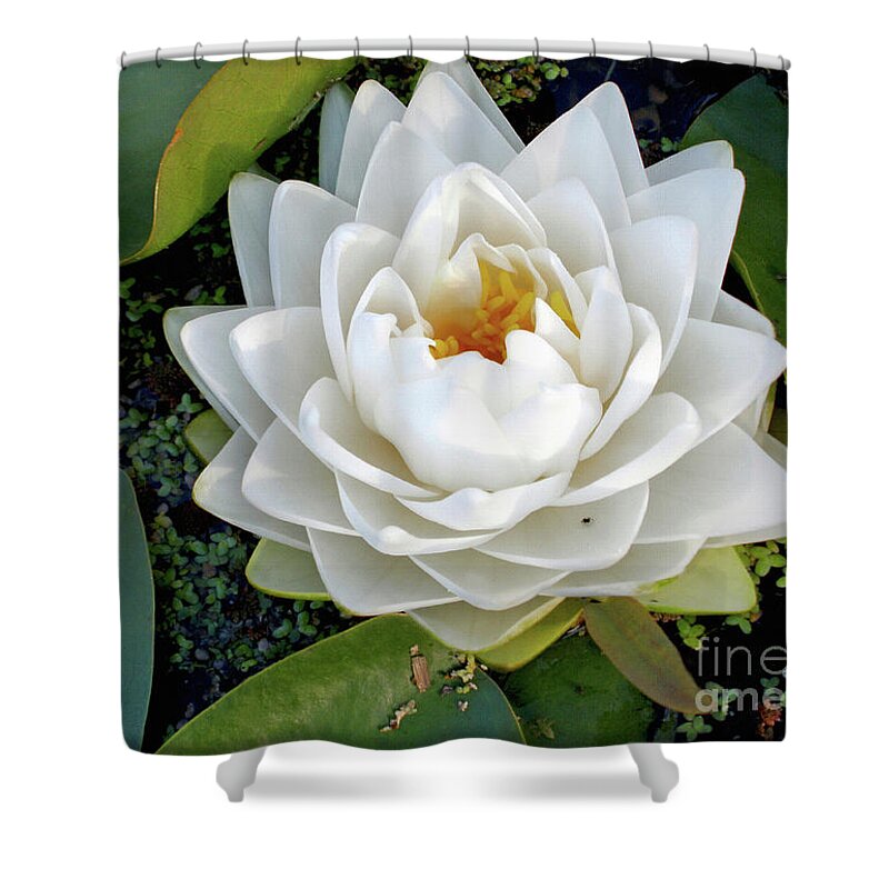 Flower Shower Curtain featuring the photograph Optical Illusion in a Waterlily by Kaye Menner