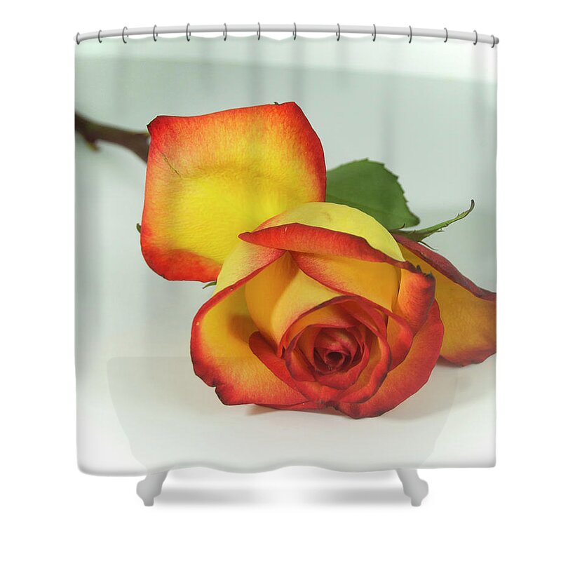 Yellow Rose Shower Curtain featuring the photograph Orange and Yellow Rose by Cordia Murphy
