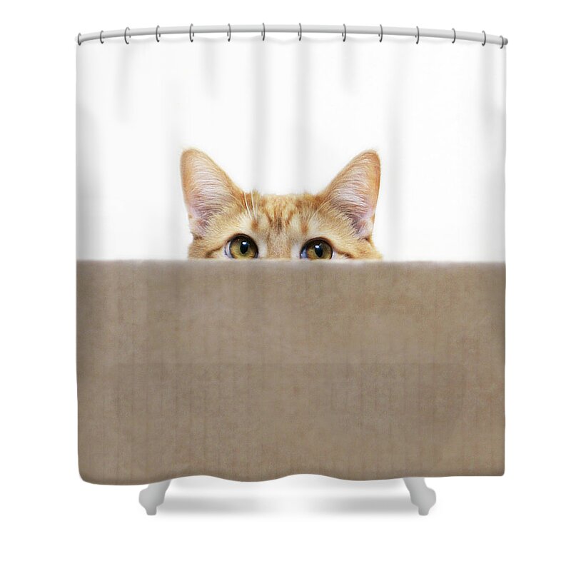 Pets Shower Curtain featuring the photograph Orange Cat Peeping Out From Cardboard by Kevin Steele