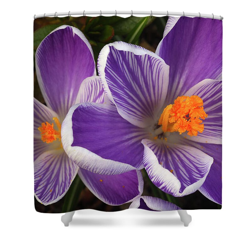 Haslemere Shower Curtain featuring the photograph Orange Centres, Purple & White Petals by Rosemary Calvert