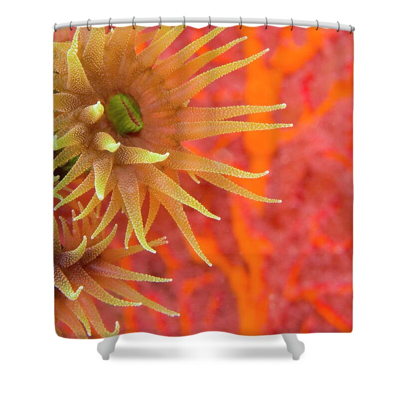 Underwater Shower Curtain featuring the photograph Orange Cup Coral Tubastraea Sp by Rene Frederick