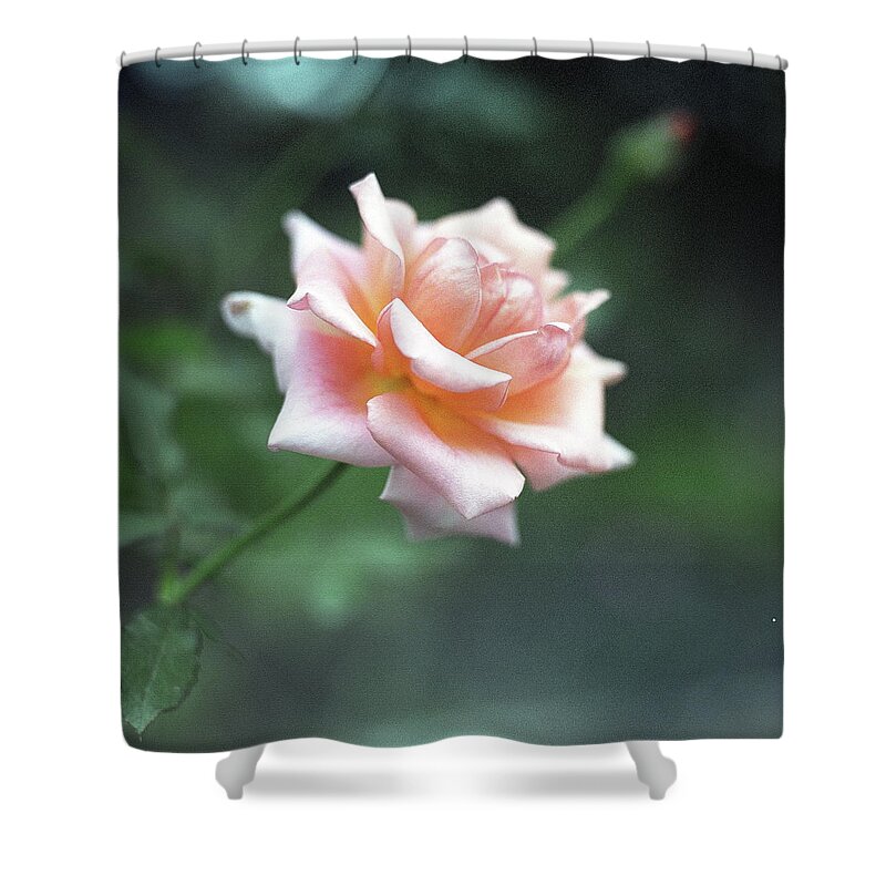 Orange Color Shower Curtain featuring the photograph Orange Rose by Image Is Everything!