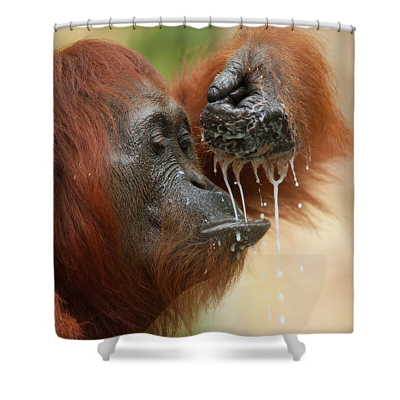 Suzi Eszterhas Shower Curtain featuring the photograph Orangutan Drinking by Suzi Eszterhas