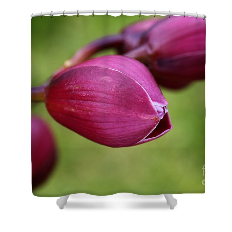 Asparagales Shower Curtain featuring the photograph Orchid Buds by Joy Watson