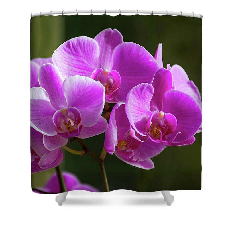 Orchid Shower Curtain featuring the photograph Orchid Explosion by Margaret Zabor