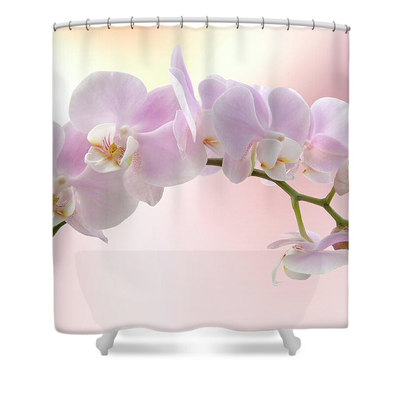 Plant Stem Shower Curtain featuring the photograph Orchid by Pixhook