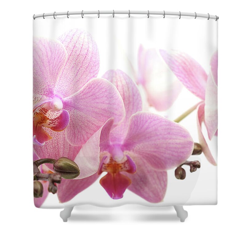 White Background Shower Curtain featuring the photograph Orchid by Ziva k