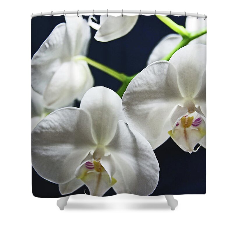 Orchids Shower Curtain featuring the photograph Orchids by Lachlan Main